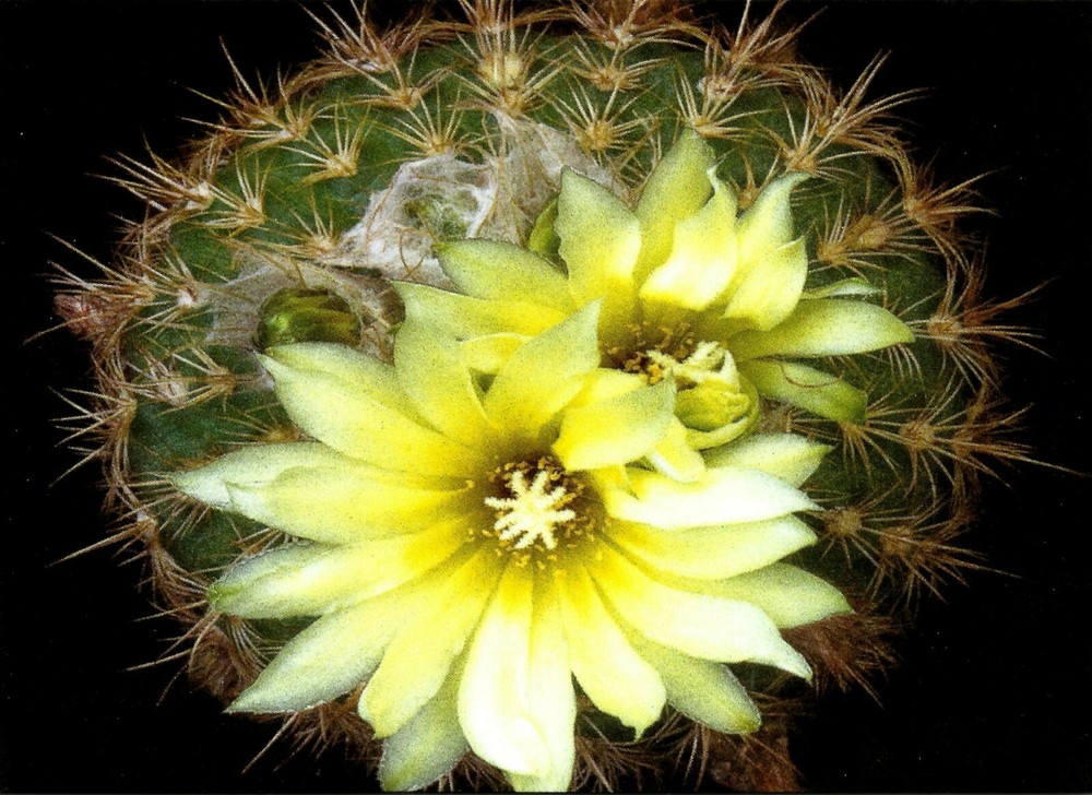 CACTUS, PARODIA MICROSPERMA, NOTE CARD