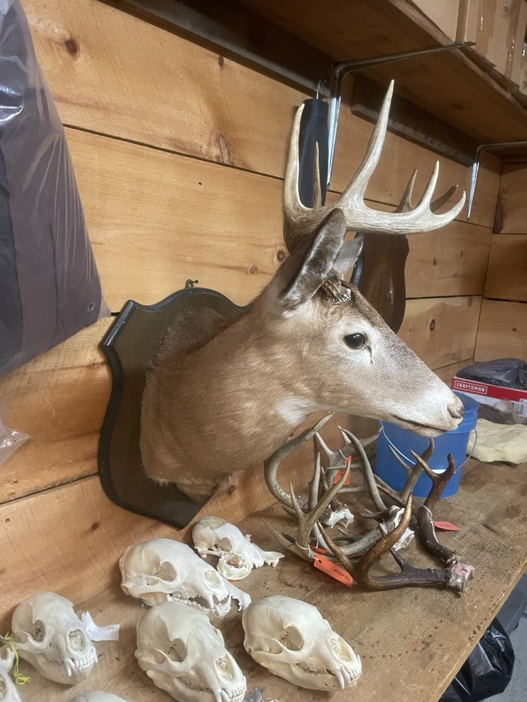 Whitetail Deer Mount