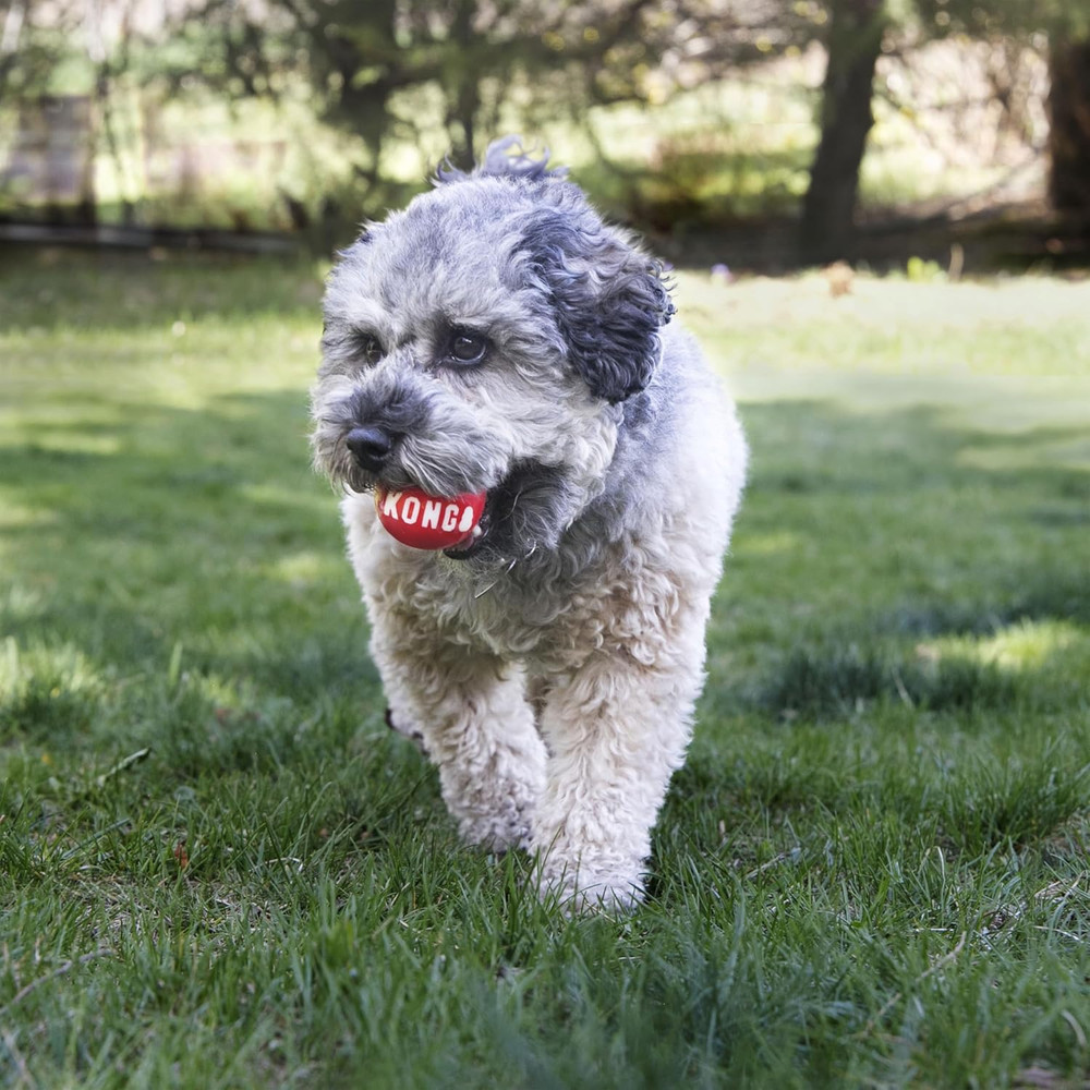 - Signature Balls - 2 Pack Durable Ball for Chasing and Retrieving - for Medium