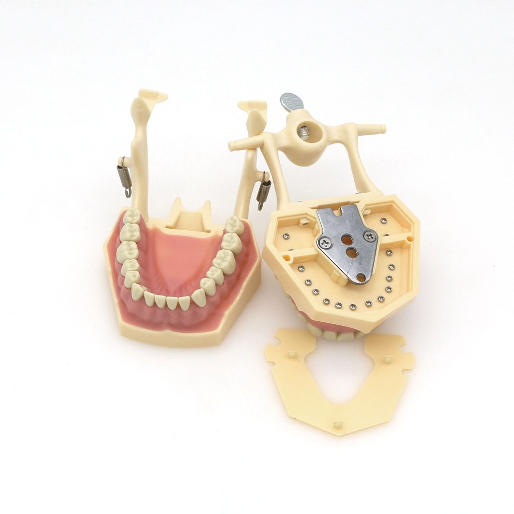 Dental Typodont Restorative Model Removable 32Pcs Teeth Frasaco AG3 Type M8014-2