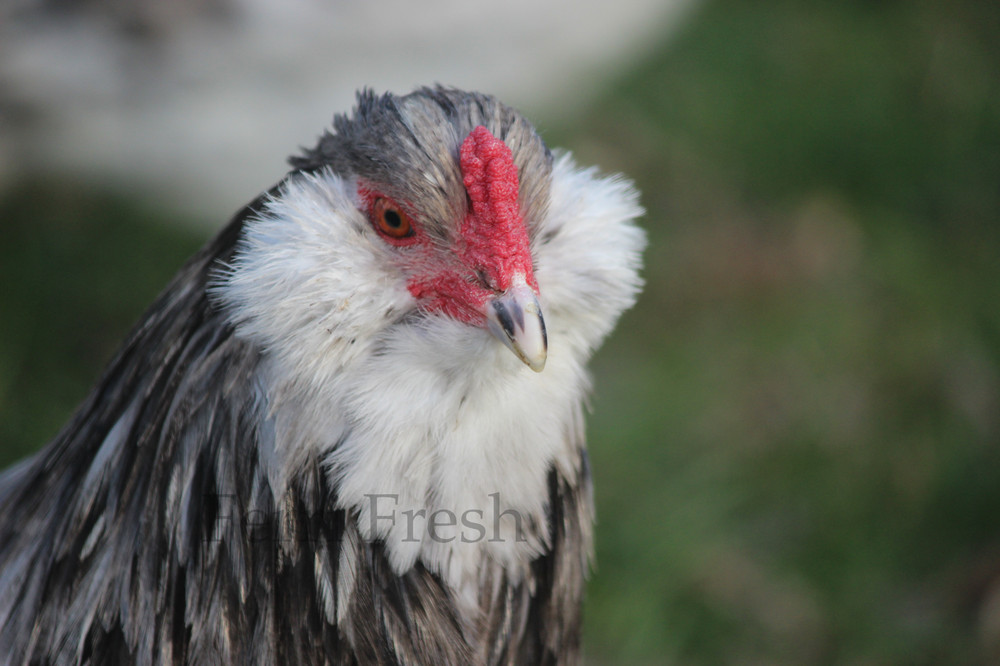 10+ Bantam Splash Ameraucana Fertile Hatching Eggs