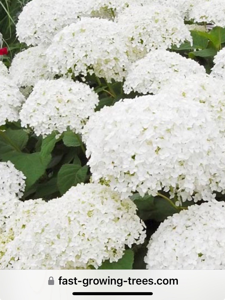 Hydrangea Shrub BOGO Sale - 1 Gal -