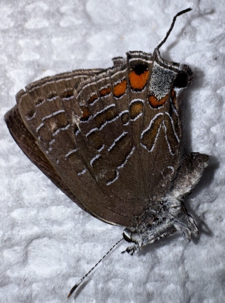 JS - STRIPED HAIRSTREAK - Satyrium liparops 8