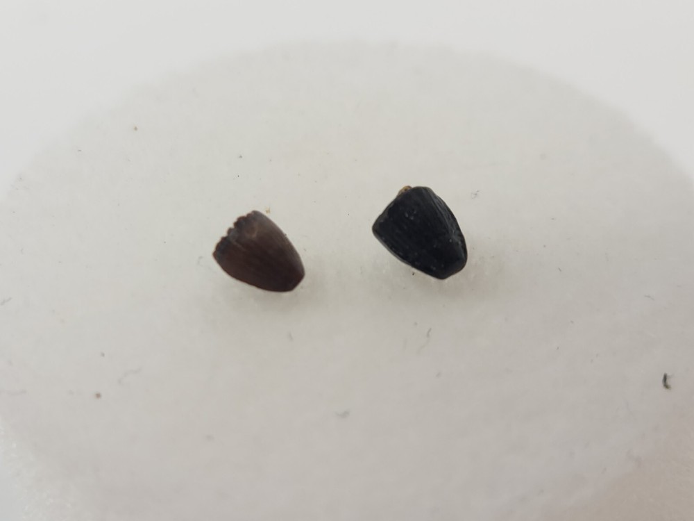 Lance Formation Micro Fossil Pack - Perfect for Teaching / Education - 70 Pieces