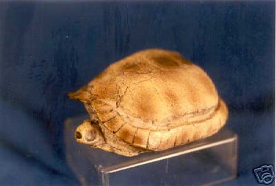 OLIOGOCENE TURTLE IN SHELL  REPLICA