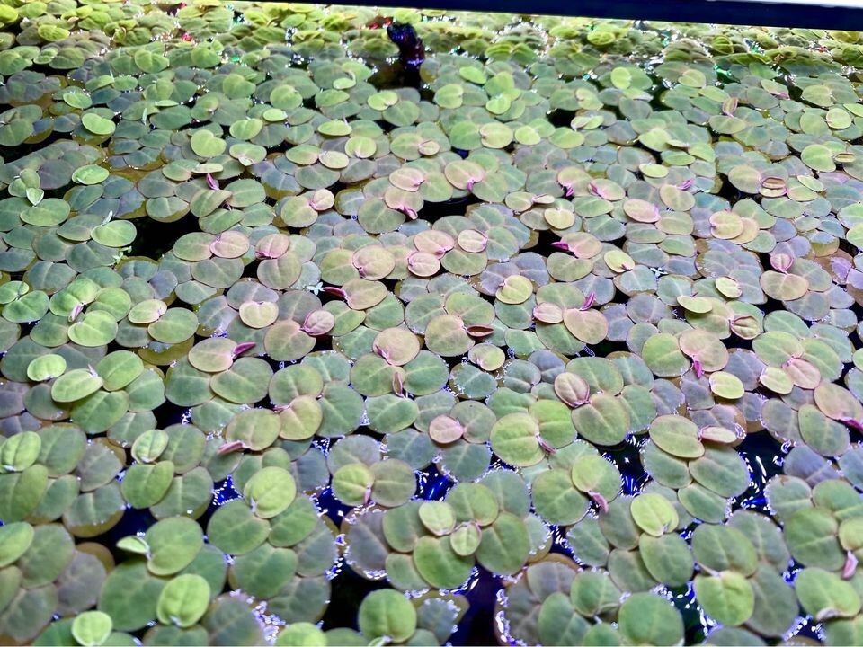 Red Root Floater, (Phyllanthus Fluitans) Live Aquarium Plants.a