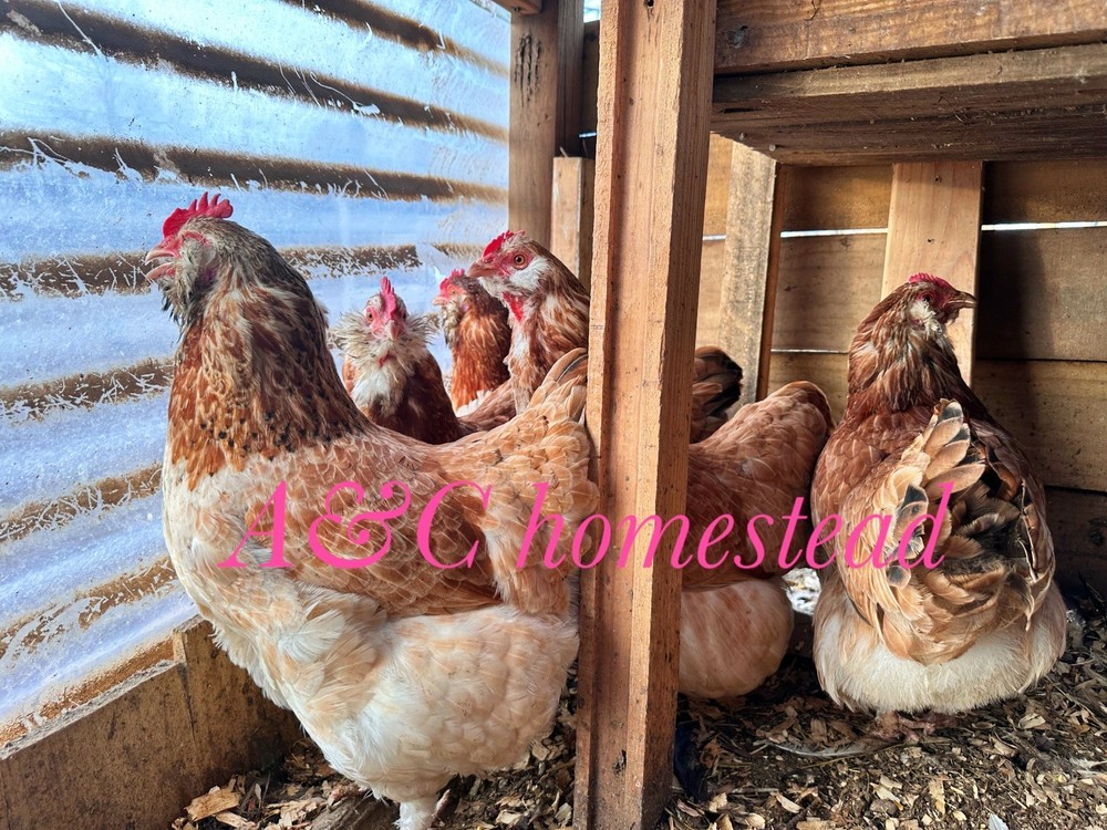 Salmon Faverolle 8 Hatching Eggs