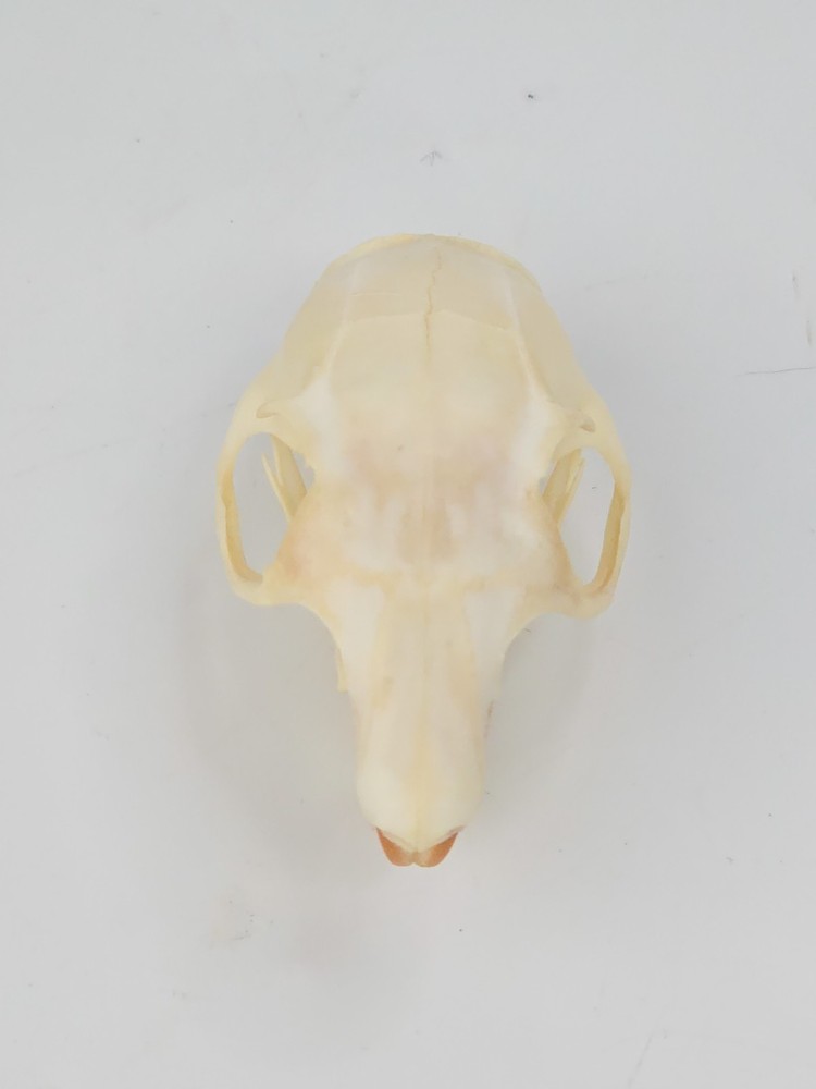 Real Fox Squirrel Skull - Sciurus niger - American Sourced - Non UV Reactive