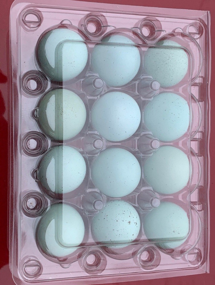 7+ Celadon Blue Coturnix Quail Hatching Eggs - 100% BLUE