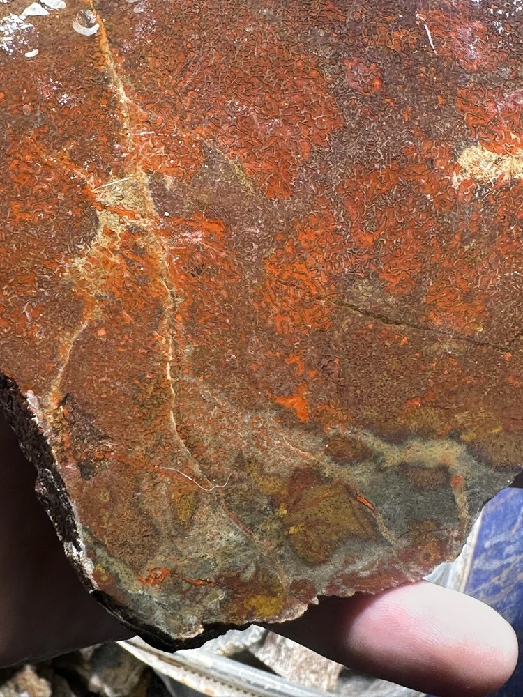 Dinosaur bone rough **hxtled large slab.