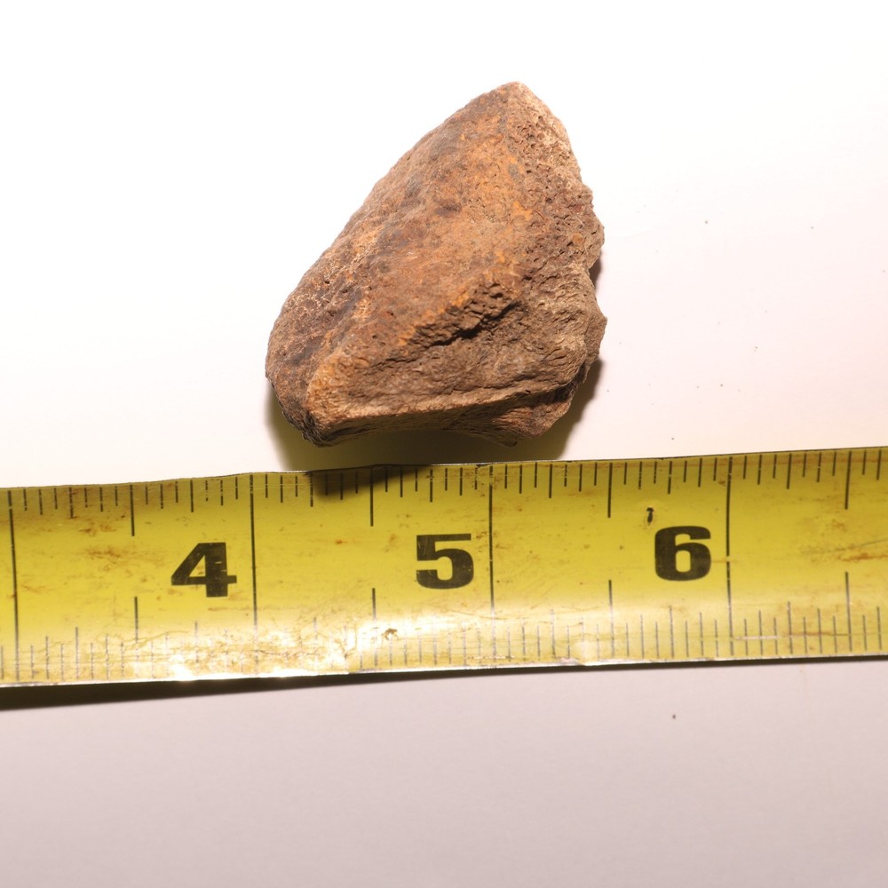 Very Nice Dinosaur Vertebrae Process Bone Fossil Hell Creek Formation Cretaceous