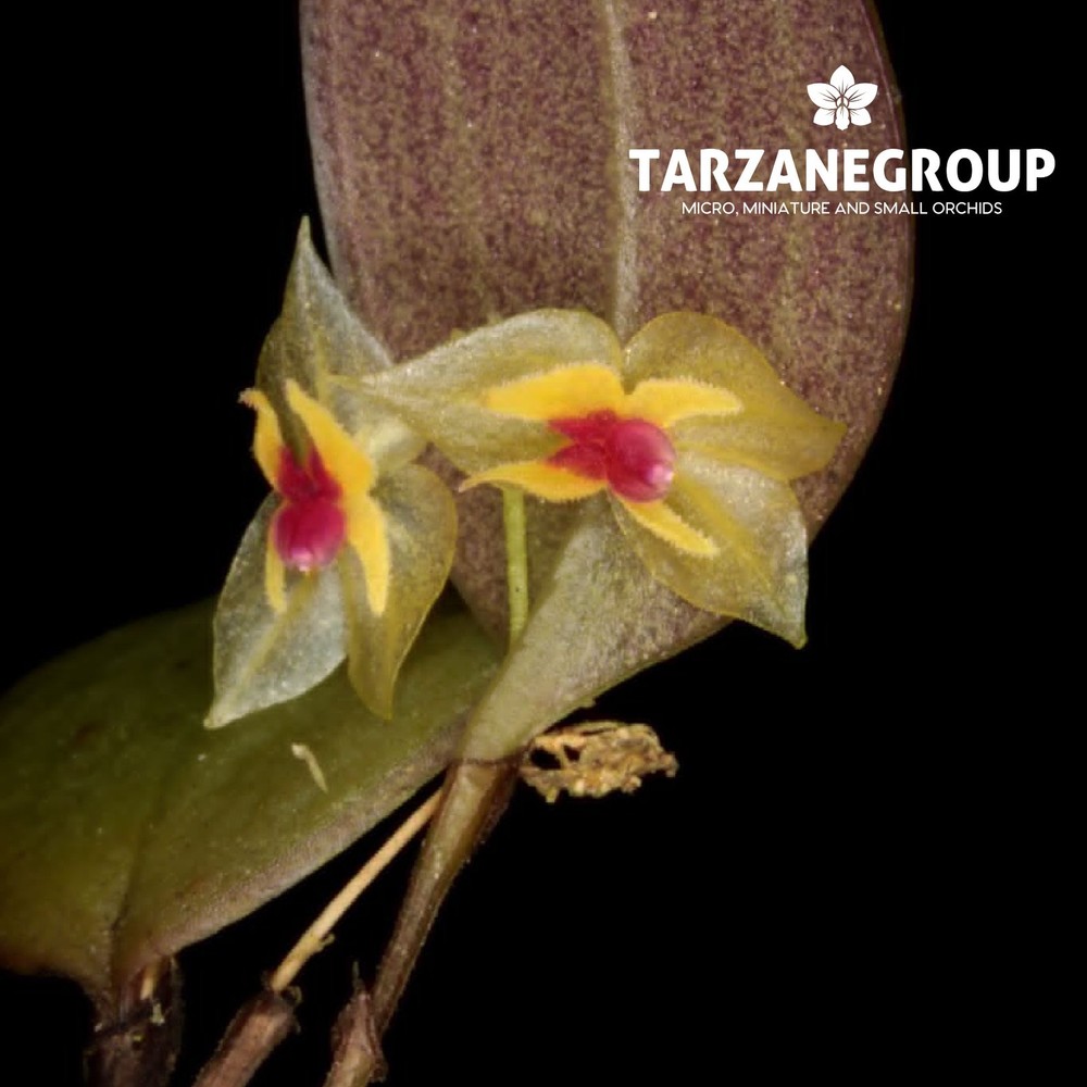 LEPANTHES CELOX SMALL ORCHID MOUNTED