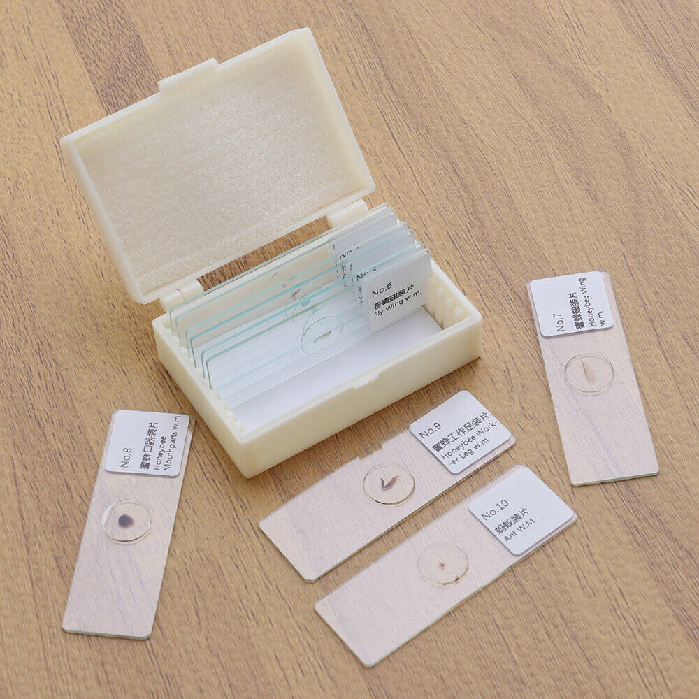 10 PCS/Set Prepared Slides Kids Microscope Microscope Slides With Specimens