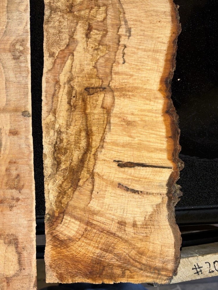 Curly Maple Slabs - 2 Pc Craft Bundle #2085