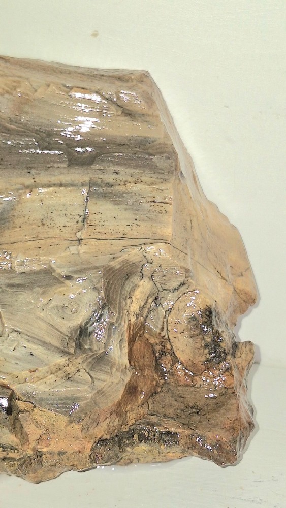 Petrified Wood