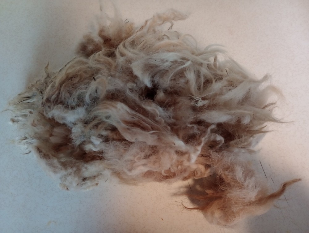 1 1b Unwashed Sheep Wool