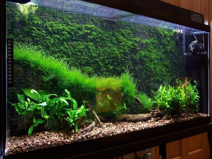 Java Moss / Christmas Moss (20 grams or .70 oz)