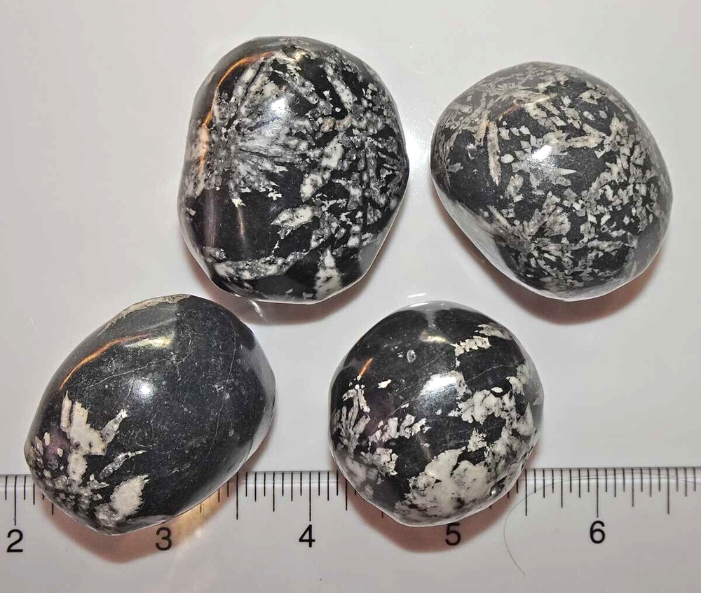 Chrysanthemum Stones - 4 Polished Pebbles rt399a2