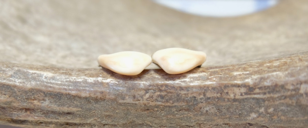 Elk Ivory