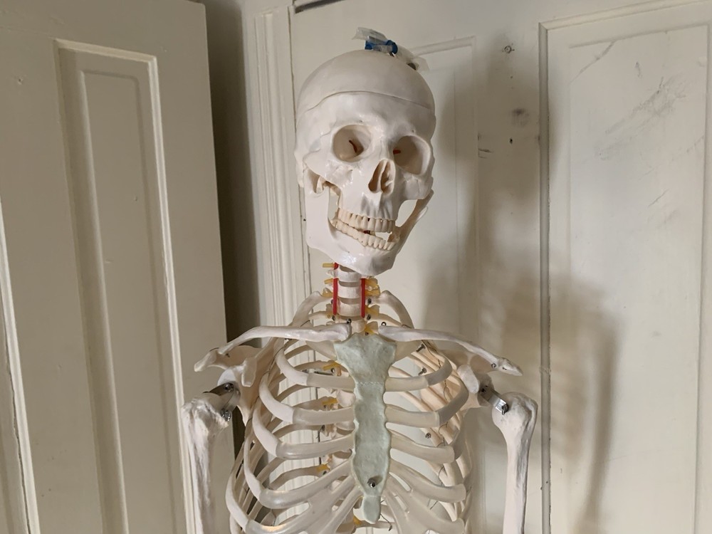Fantastic Human Skeleton Model