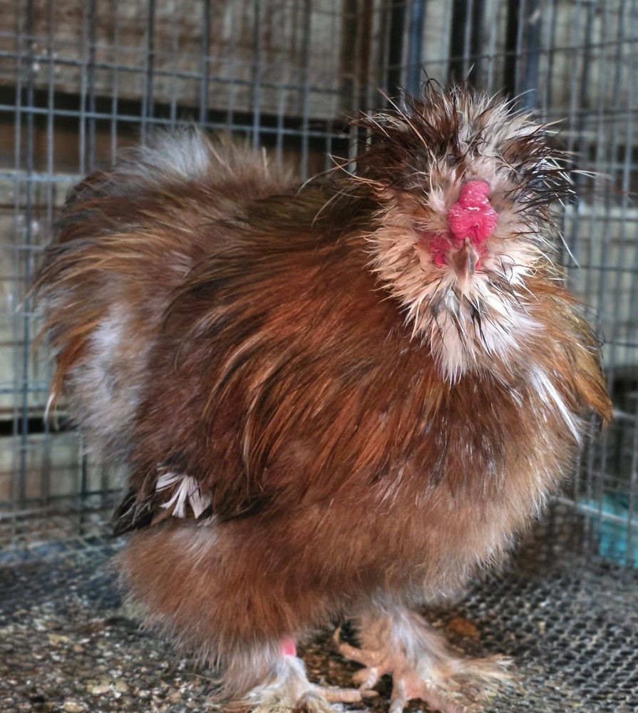 6+ Bantam Mille Silkie & Satin Chicken Hatching Eggs