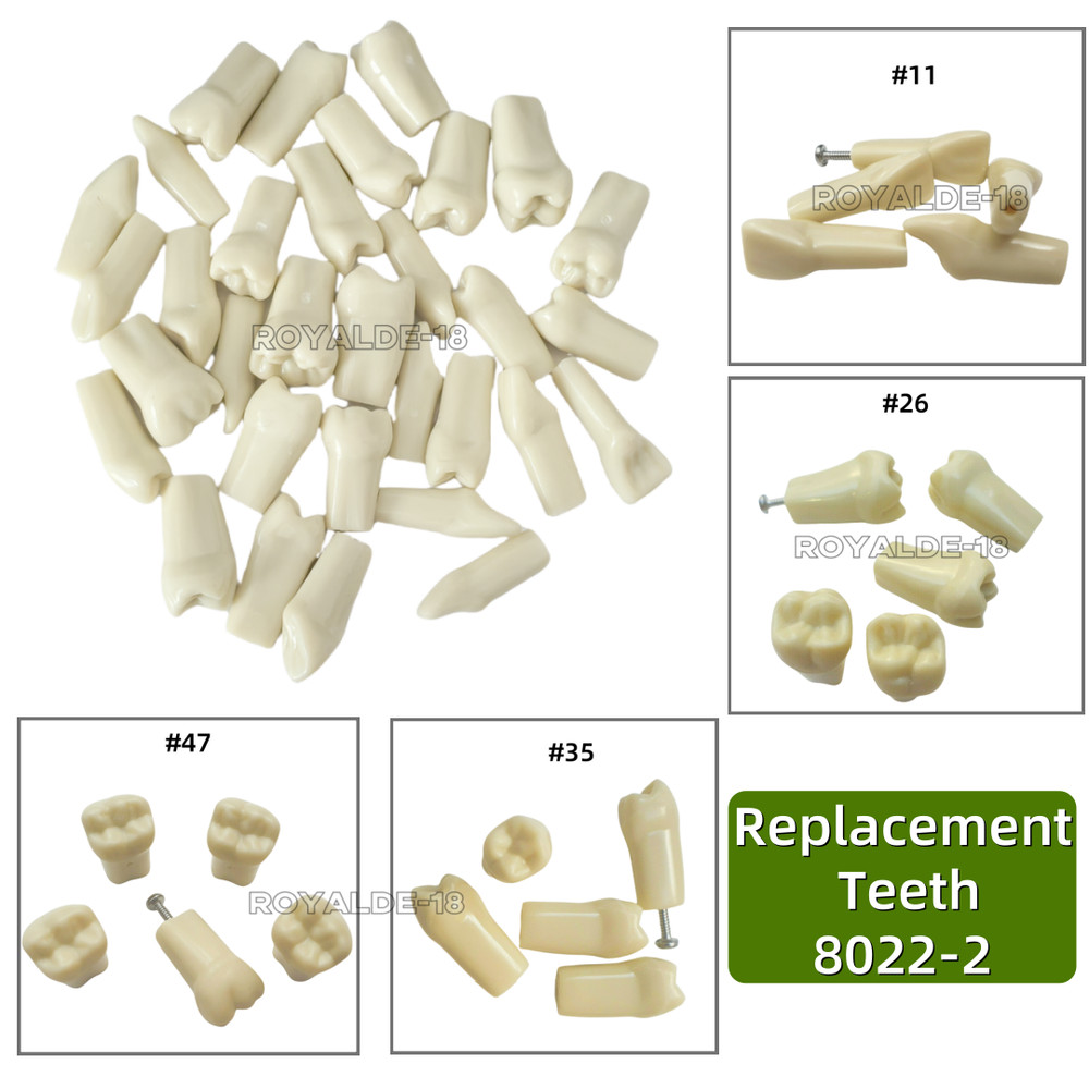 Removable Teeth Frasaco AG3 Type Dental Typodont Restorative Standard Model 32PC
