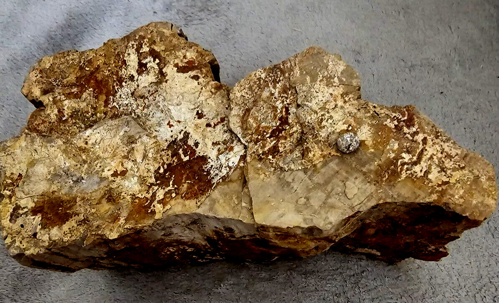 Petrified Wood~Uncut and Unpolished~Unknown Design Inside