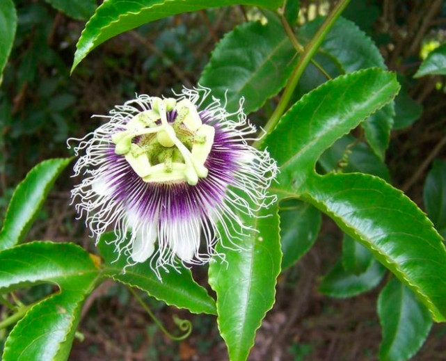 4 oz Passion Fruit Leaves  ( 100% natural)