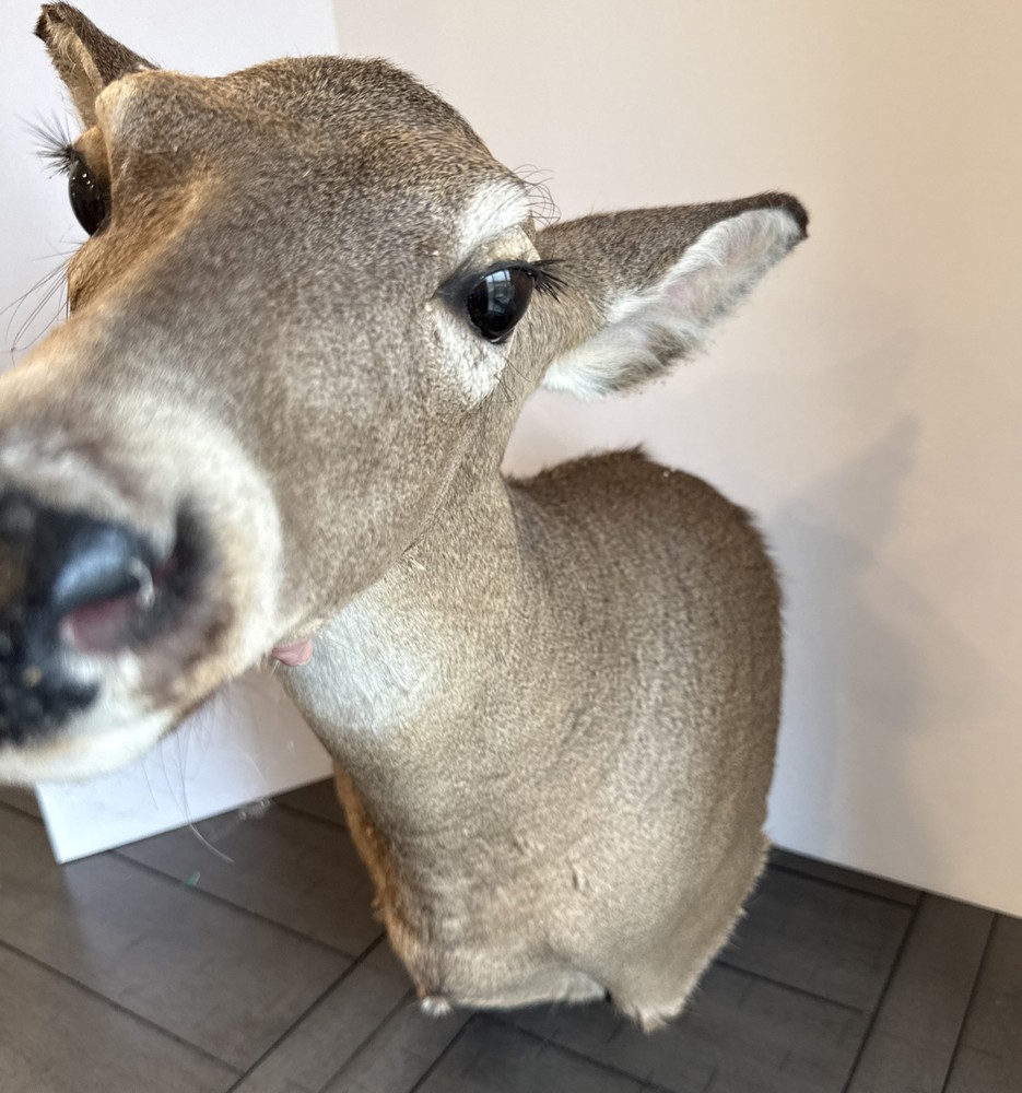 Shoulder Mount White Tail Deer- Doe Taxidermy