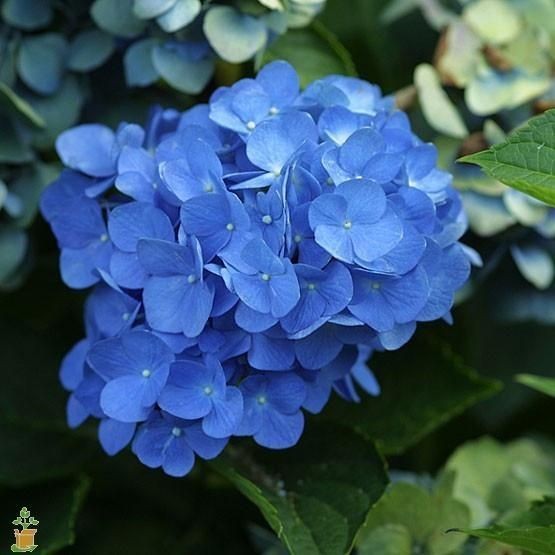 Nikko Blue Hydrangea 25 Plants per bundle Bare-Root 6''-12'' Heigh