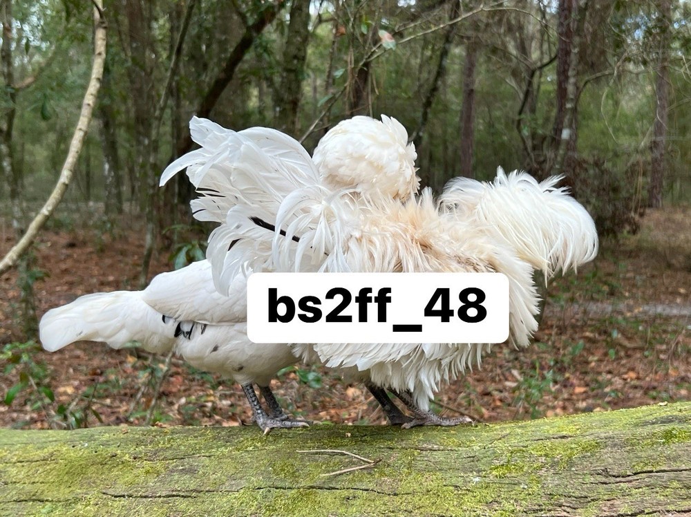 24 Pure Breed Hatching Eggs Variety Pack