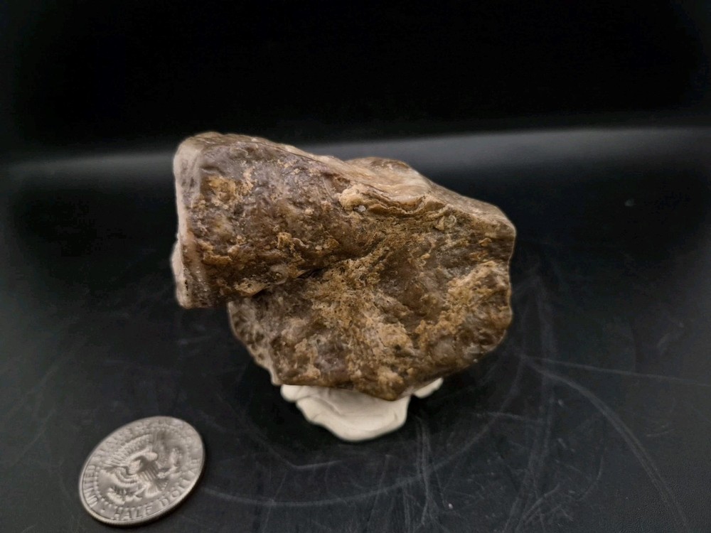 Egg Fossil Reptile 🦎 Permineralized