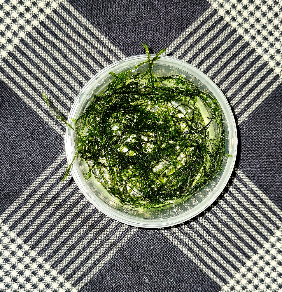 PK Endlers - Java Moss (vesicularia)