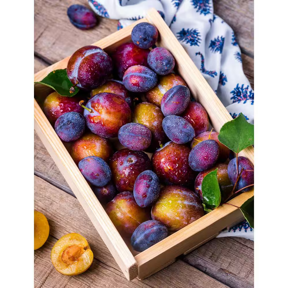Dwarf Italian Plum Tree Bare Root Free Shipping