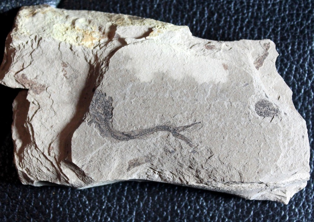 Clupea sp - Oligocene fossil fish