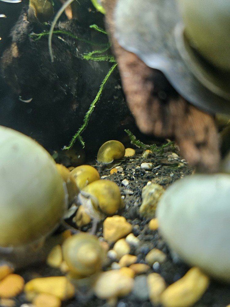 BLUE MYSTERY SNAILS!!!! 10PK