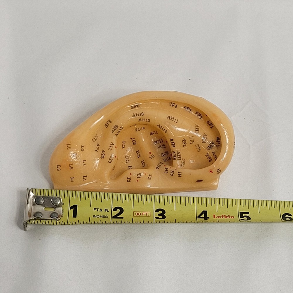 Professional Human Ear Acupuncture Points Model Anatomical Figure