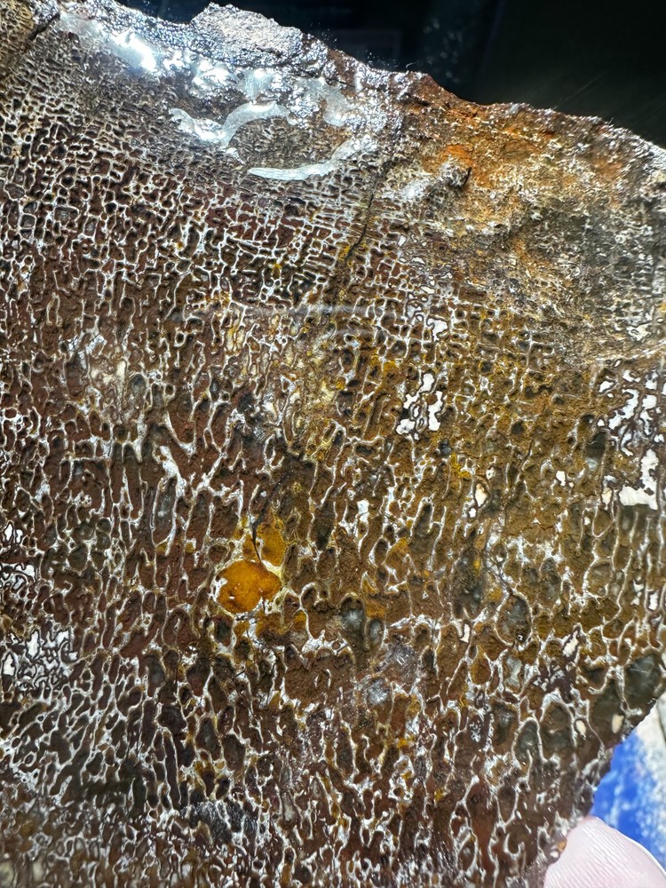 Dinosaur bone rough **hxtled slab.