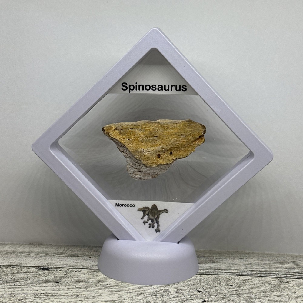 Spinosaurus Extinct Dinosaur Bone Fossil in Display Case