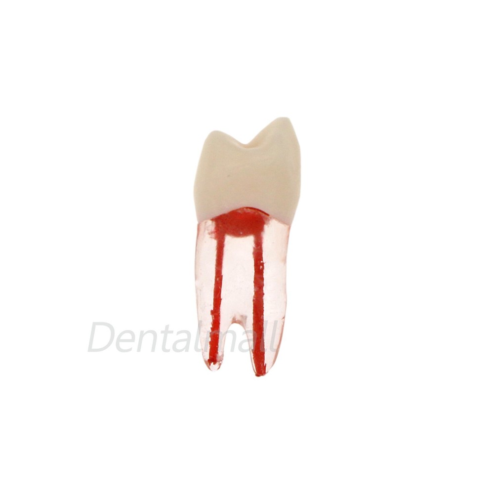 10 Pcs Dental Root Canal Practice Model Teeth for Pulp Study RCT Endo File