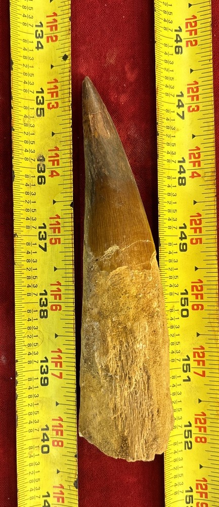 Authentic 5 1/2” Spinosaurus Tooth Fossil