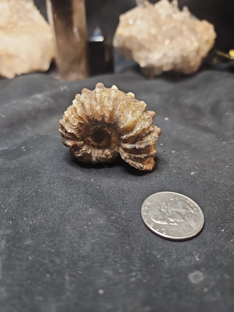 Fossilized Shell Ammonite W/ Spikes Naturally Formed (57 grams)