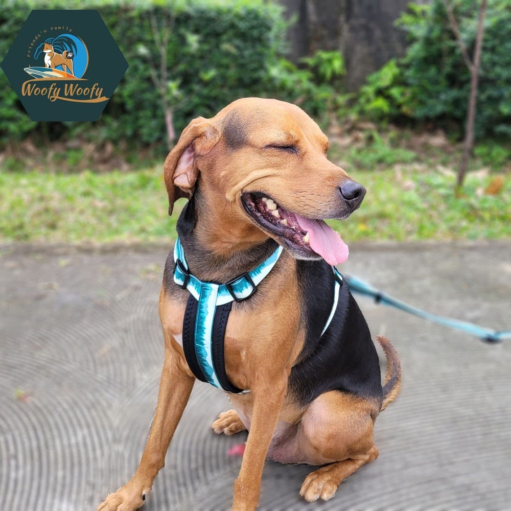 Casual H Dog Harness No-Pull Pet Harness with 2 Leash Clips Adjustable Soft P...