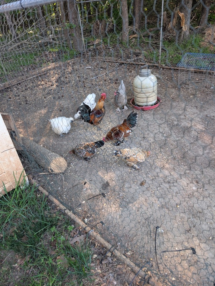 Bantam Breeds Hatching Eggs. 1 Dozen.