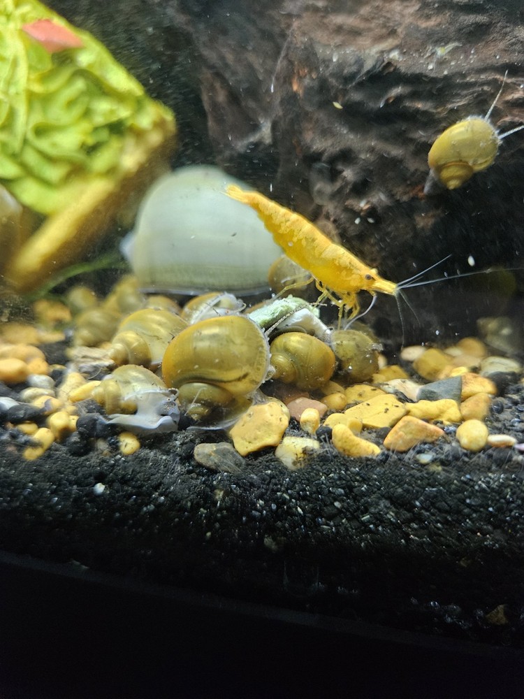 BLUE MYSTERY SNAILS!!!! 10PK