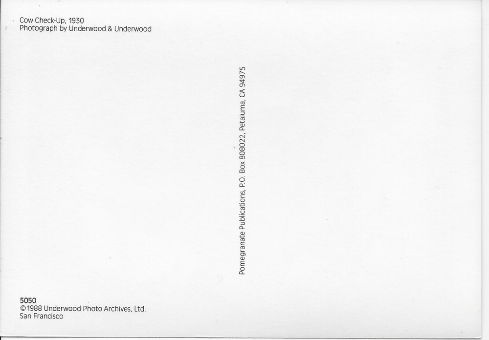 Cow Check-Up, 1930 --POSTCARD