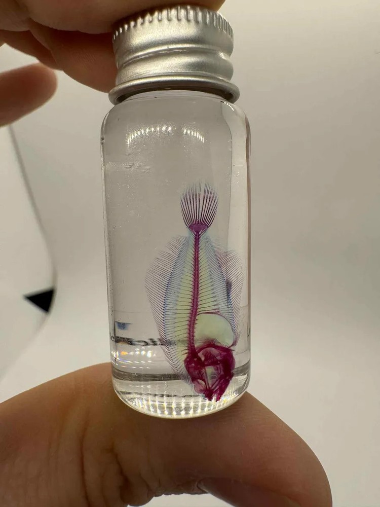 Diaphonized Fish Specimen – Made in Japan