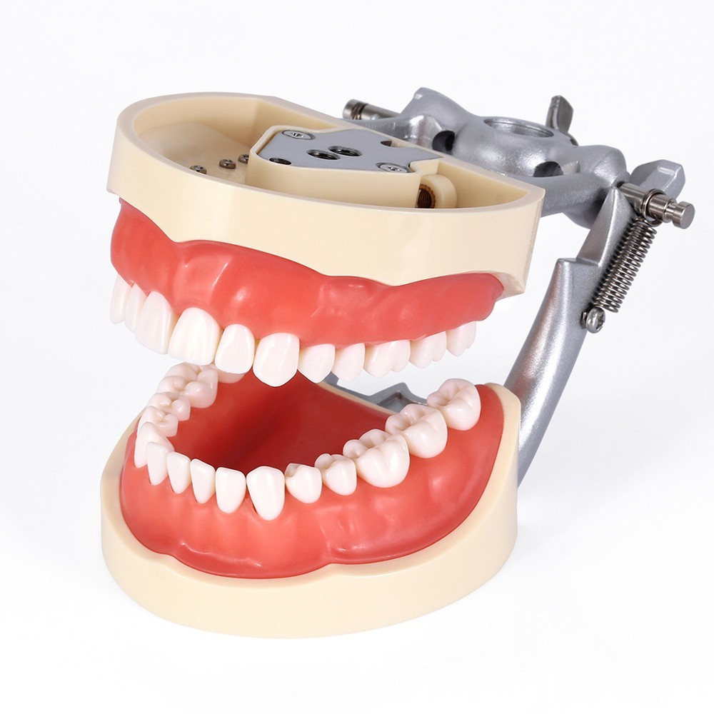 AZDENT Dental Typodont Model Teeth model Restorative Removable teeth Screw-in