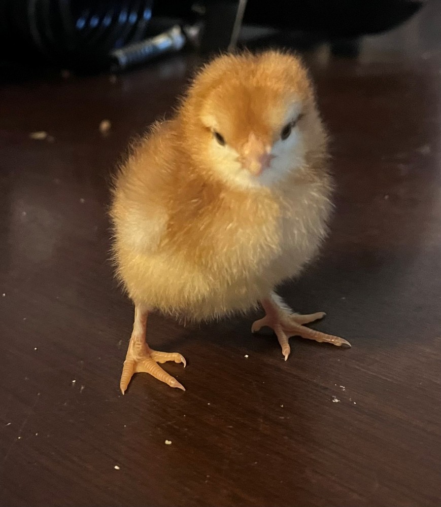 12+ Rainbow Hatching Eggs – Easter Eggers, Olive Eggers & Black Copper Marans