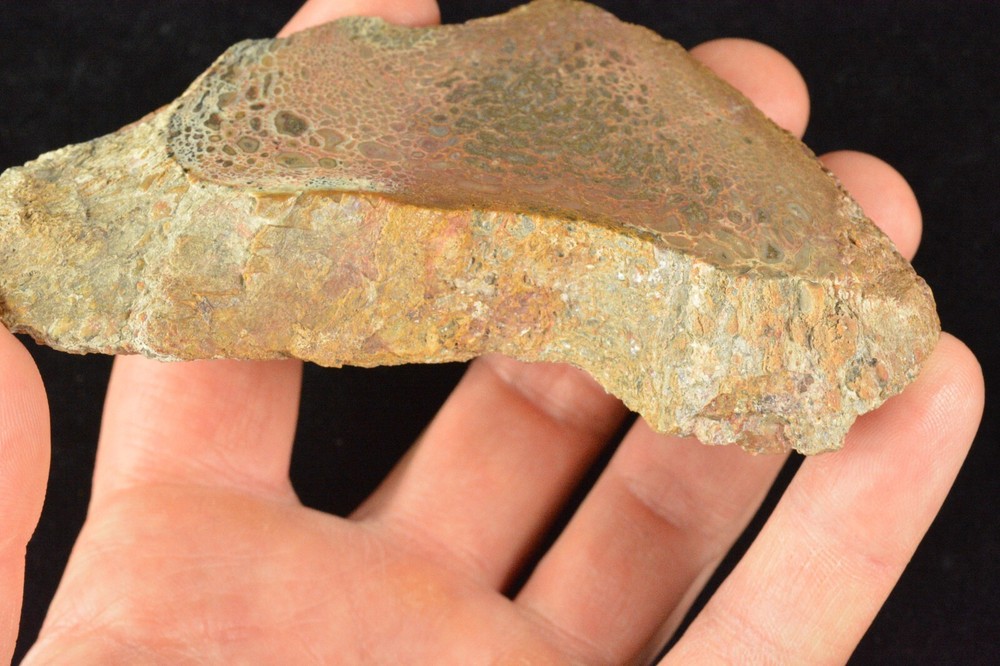 Agatized Dinosaur Bone, Complete Round, Utah, Polished 4.5x2x1"